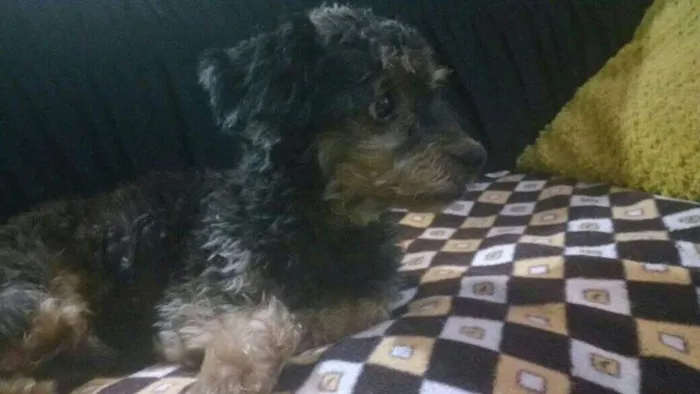 Cachorro ra a Sem Raça Definida idade 6 ou mais anos nome Olly