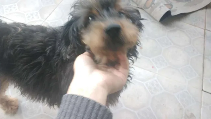 Cachorro ra a Sem Raça Definida idade 6 ou mais anos nome Olly