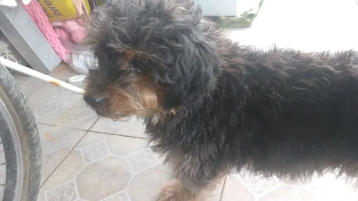 Cachorro ra a Sem Raça Definida idade 6 ou mais anos nome Olly