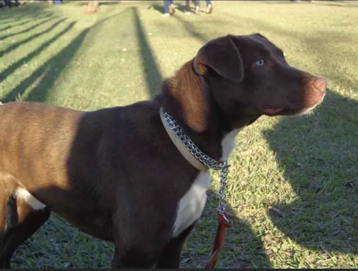 Cachorro ra a Não definida idade 5 anos nome Chico