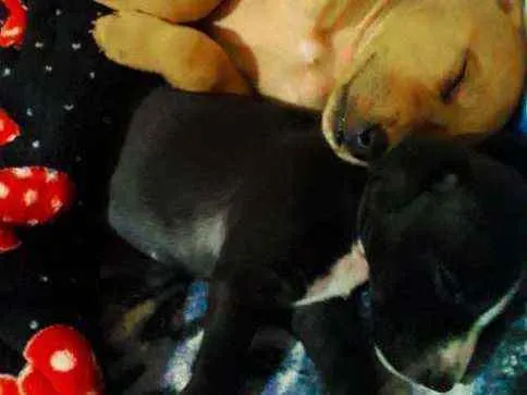 Cachorro ra a Vira lata idade 2 a 6 meses nome Capitao e nebulosa 