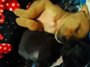 Cachorro raça Vira lata idade 2 a 6 meses nome Capitao e nebulosa 