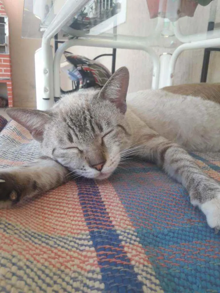 Gato ra a Siamês idade 2 a 6 meses nome Archanjo