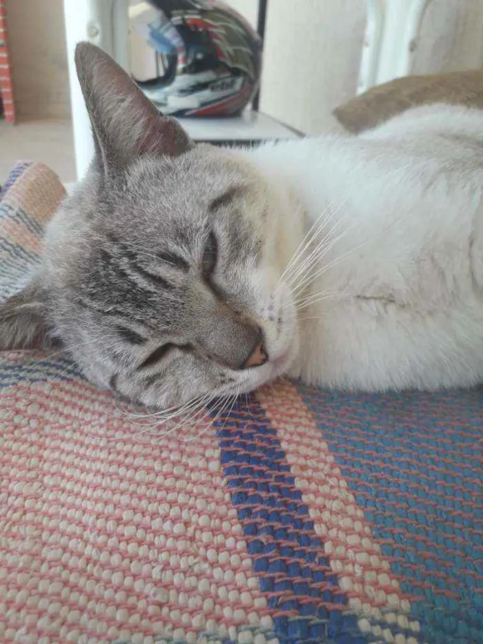 Gato ra a Siamês idade 2 a 6 meses nome Archanjo