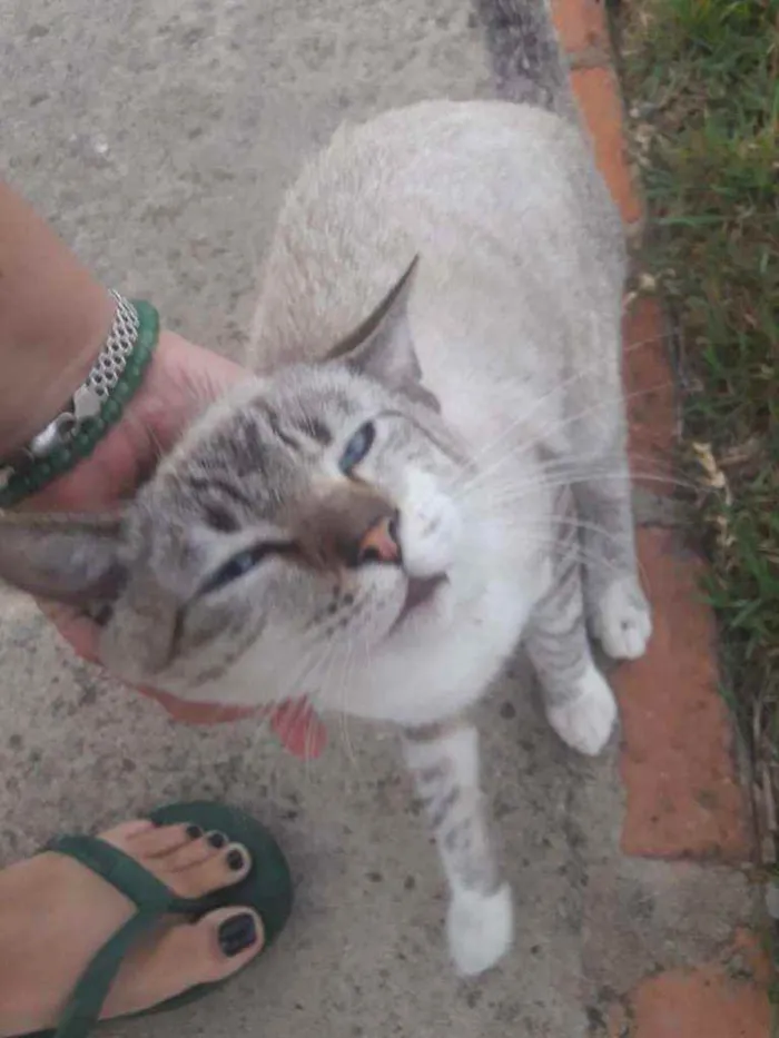 Gato ra a Siamês idade 2 a 6 meses nome Archanjo