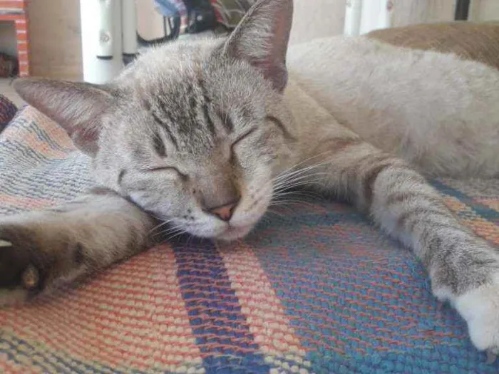 Gato ra a Siamês idade 2 a 6 meses nome Archanjo