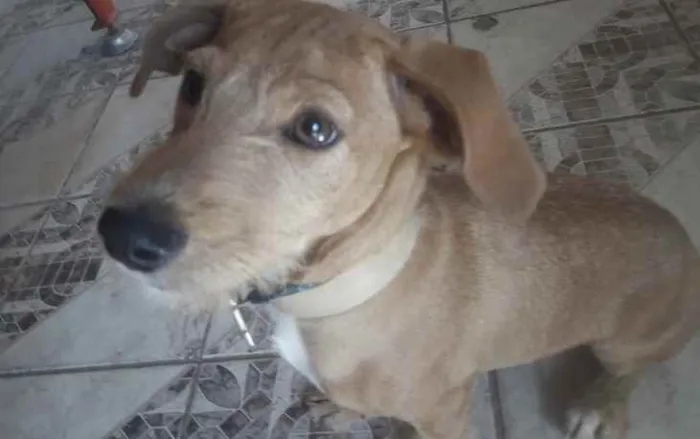Cachorro ra a Mestiço  idade 2 a 6 meses nome Bidu 