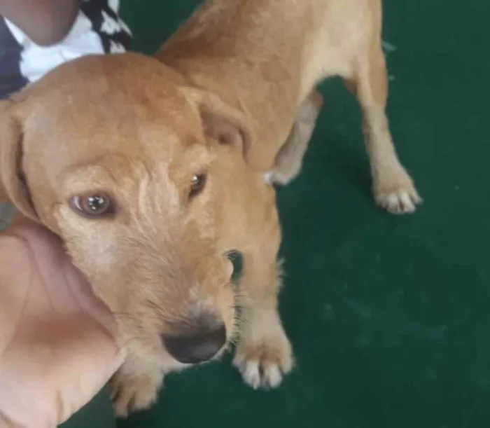 Cachorro ra a Mestiço  idade 2 a 6 meses nome Bidu 