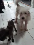 Pandora, papel e lob
