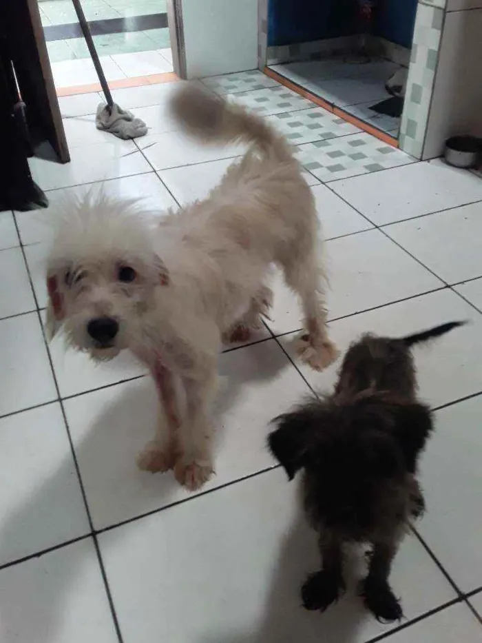 Cachorro ra a SRD idade 7 a 11 meses nome Lobinho