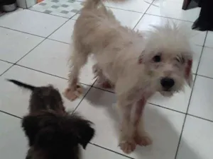 Cachorro raça SRD idade 7 a 11 meses nome Lobinho