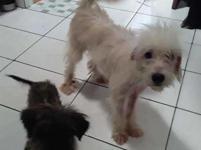 Cachorro ra a SRD idade 7 a 11 meses nome Lobinho