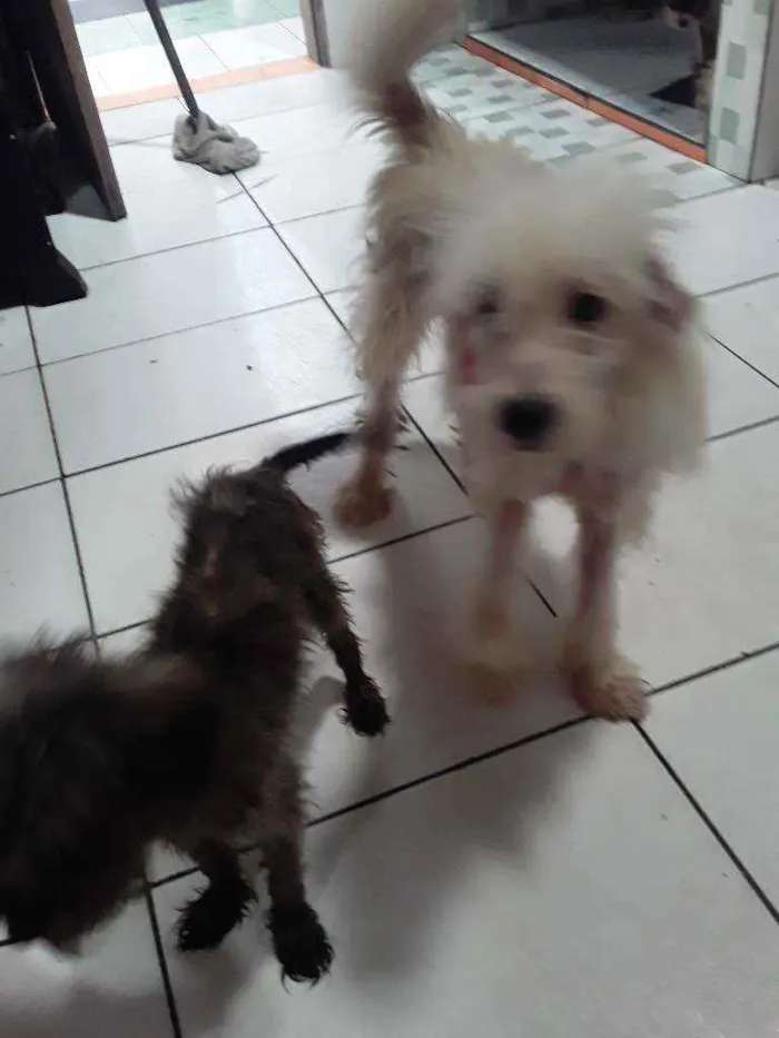 Cachorro ra a Poodle com pincher  idade 2 a 6 meses nome Papel