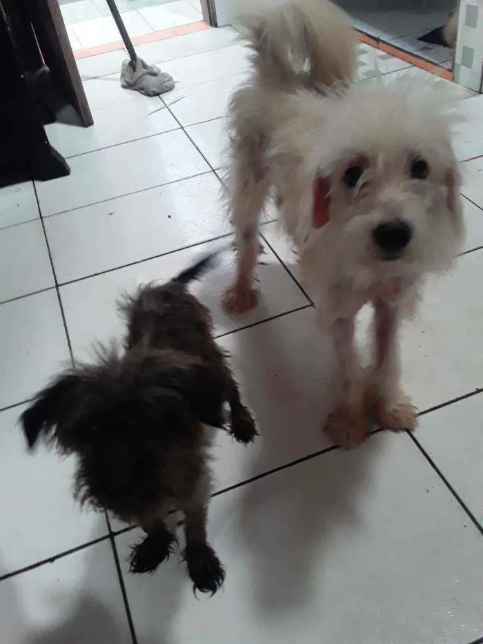 Cachorro ra a Poodle com pincher  idade 2 a 6 meses nome Papel