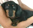 Susi 