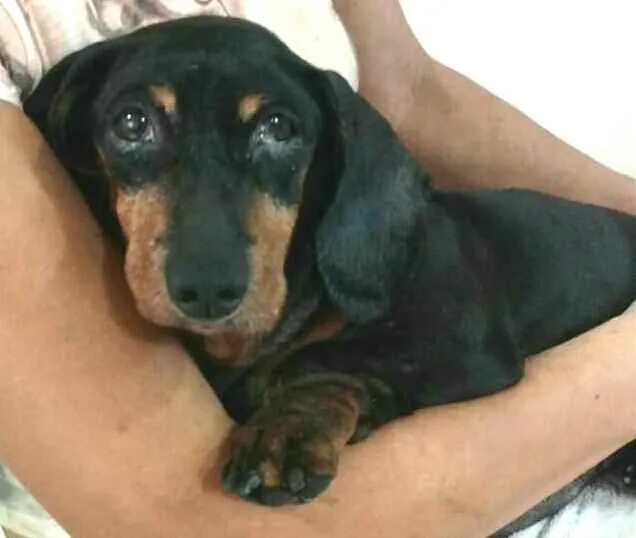 Cachorro ra a Dachshund  idade 6 ou mais anos nome Susi 