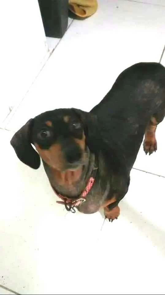 Cachorro ra a Dachshund  idade 6 ou mais anos nome Susi 