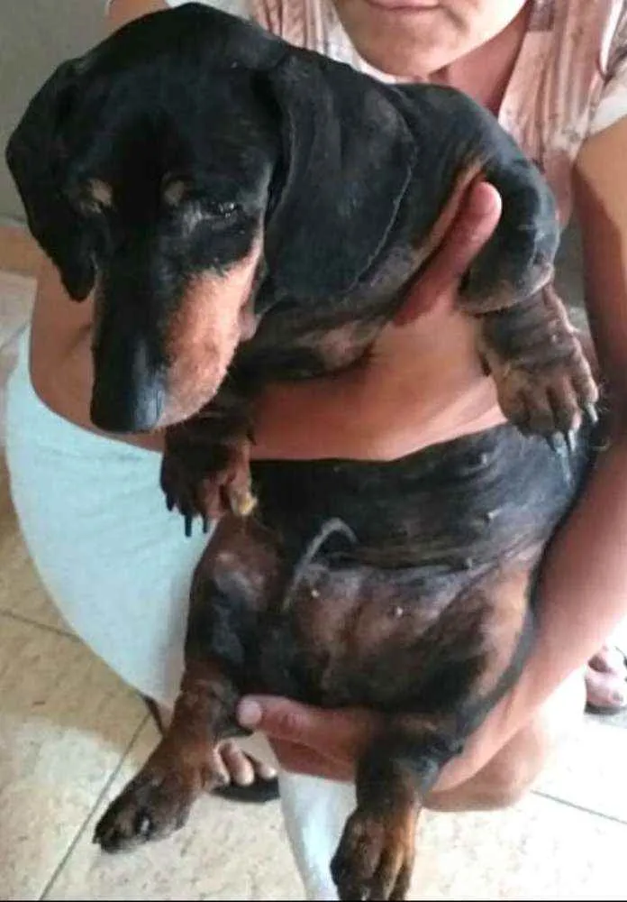 Cachorro ra a Dachshund  idade 6 ou mais anos nome Susi 