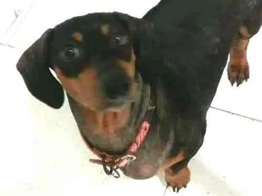 Cachorro ra a Dachshund  idade 6 ou mais anos nome Susi 