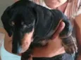 Susi 