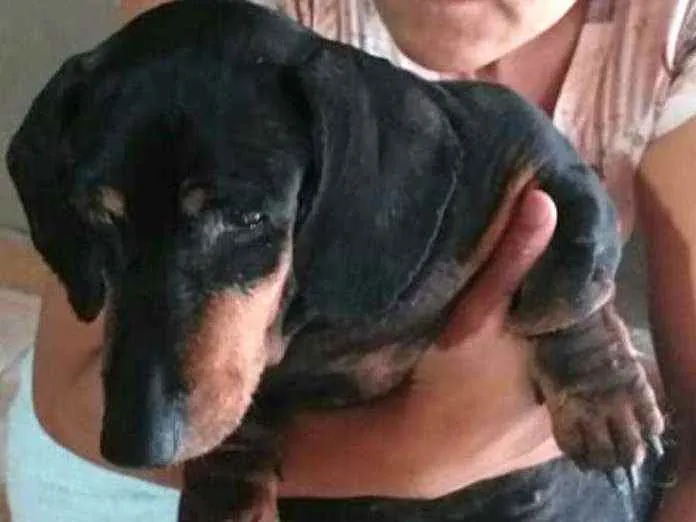 Cachorro ra a Dachshund  idade 6 ou mais anos nome Susi 