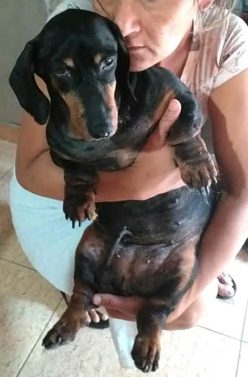 Cachorro ra a Dachshund  idade 6 ou mais anos nome Susi 