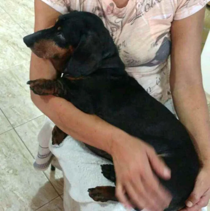 Cachorro ra a Dachshund  idade 6 ou mais anos nome Susi 