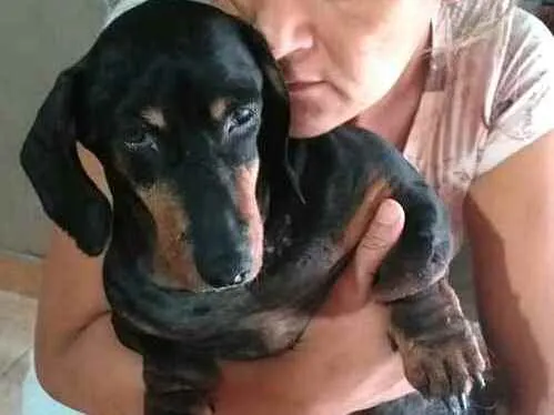 Cachorro ra a Dachshund  idade 6 ou mais anos nome Susi 