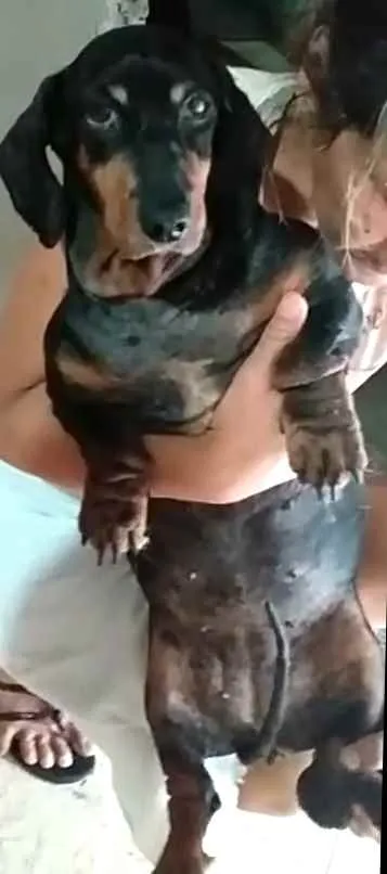 Cachorro ra a Dachshund  idade 6 ou mais anos nome Susi 