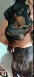 Susi 