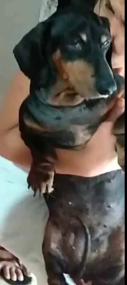 Cachorro ra a Dachshund  idade 6 ou mais anos nome Susi 