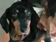 Susi 