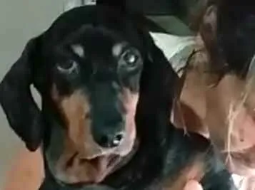 Cachorro ra a Dachshund  idade 6 ou mais anos nome Susi 