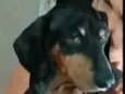 Susi 