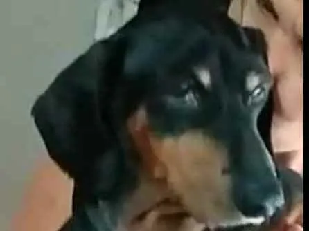 Cachorro ra a Dachshund  idade 6 ou mais anos nome Susi 