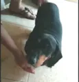 Susi 