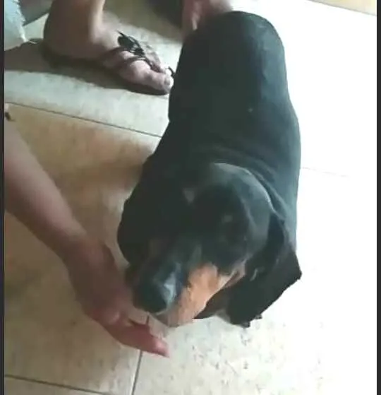 Cachorro ra a Dachshund  idade 6 ou mais anos nome Susi 