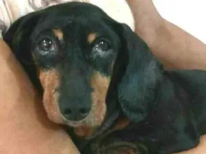 Cachorro raça Dachshund  idade 6 ou mais anos nome Susi 
