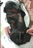 Susi 