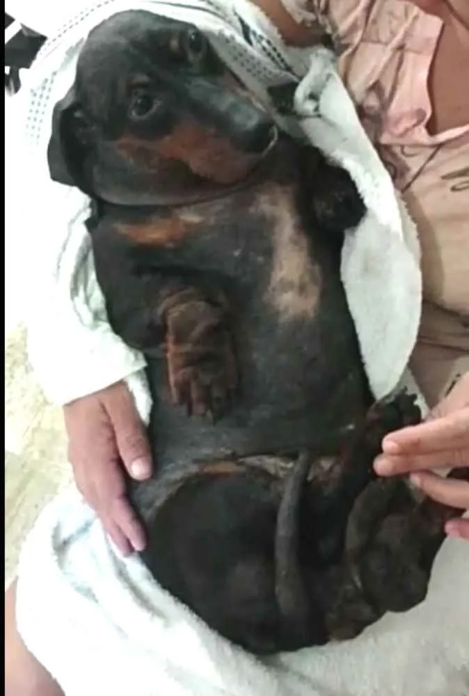 Cachorro ra a Dachshund  idade 6 ou mais anos nome Susi 