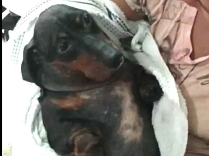 Cachorro ra a Dachshund  idade 6 ou mais anos nome Susi 