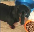 Susi 