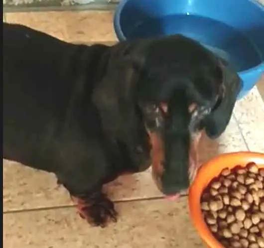 Cachorro ra a Dachshund  idade 6 ou mais anos nome Susi 