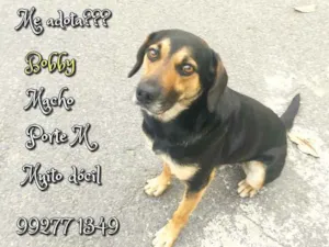 Cachorro raça SRD idade 1 ano nome  Bobby