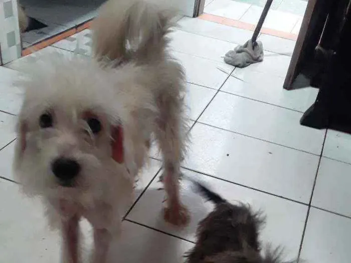 Cachorro ra a Poodle com pincher  idade 2 a 6 meses nome Papel
