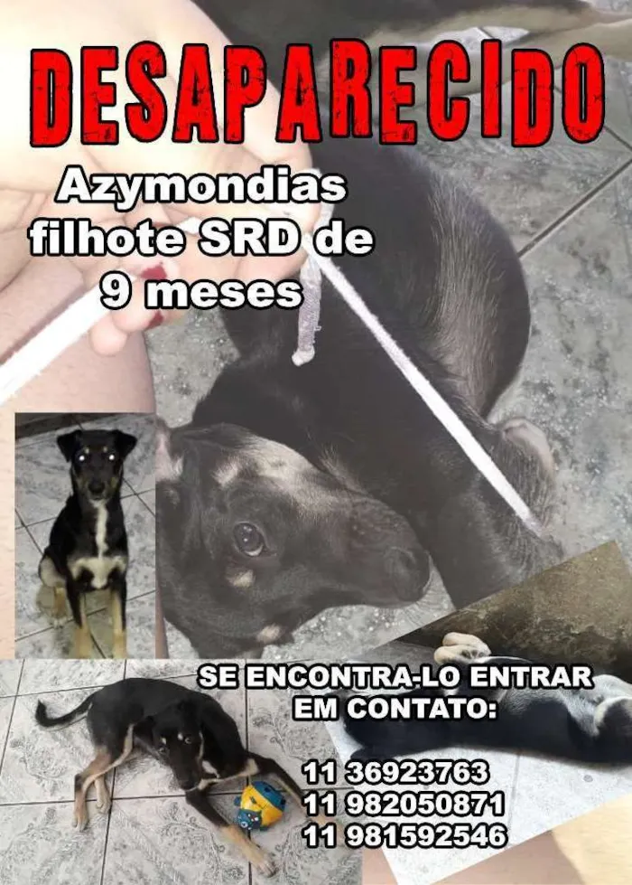 Cachorro ra a SRD-ViraLata idade 7 a 11 meses nome Azymondias GRATIFICA