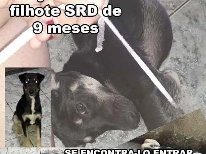 Cachorro ra a SRD-ViraLata idade 7 a 11 meses nome Azymondias GRATIFICA