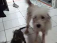 Pandora, papel e lob