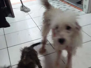 Cachorro raça 2 são Poodle com pincher, um v idade 2 a 6 meses nome Pandora, papel e lob