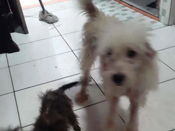 Cachorro ra a 2 são Poodle com pincher, um v idade 2 a 6 meses nome Pandora, papel e lob